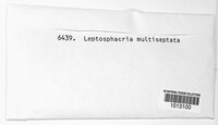 Leptosphaeria multiseptata image